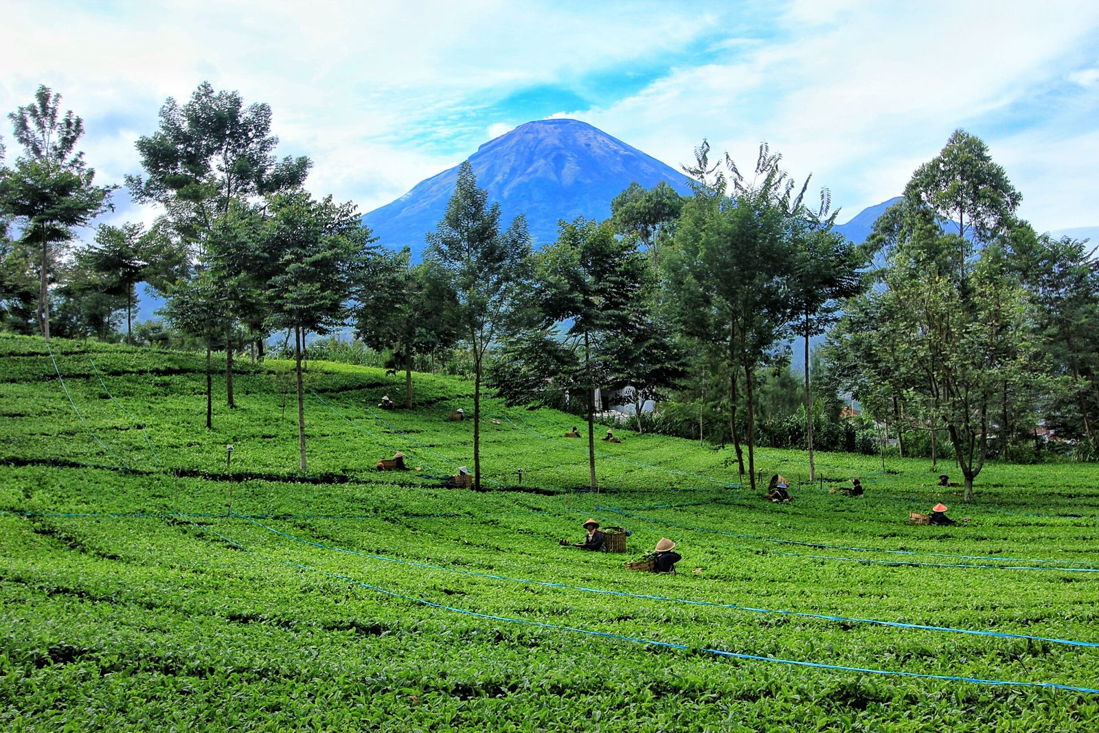 Dieng: Dinginnya Abadi, Indahnya Tak Terganti